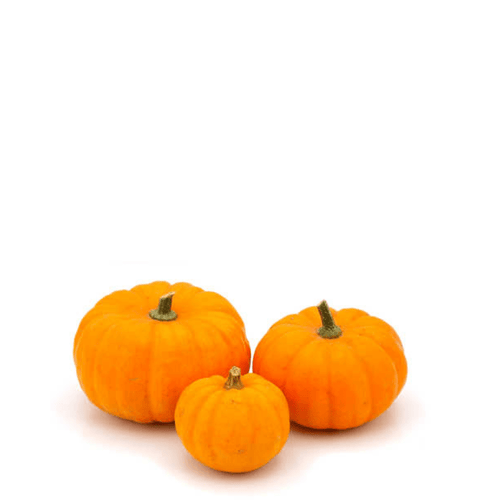 Pumpkin Jack Be Little (Halwa Kadu) Seeds – Miniature, Decorative & Edible