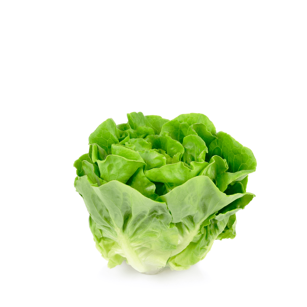 Lettuce Butter Head Seeds - Apnaugao