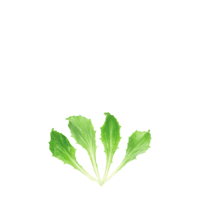 ORGANIC BABY LEAF "LETTUCE ICE QUEEN" - Apnaugao