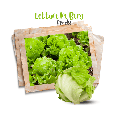 Lettuce Iceberg Seeds – Crisphead Variety