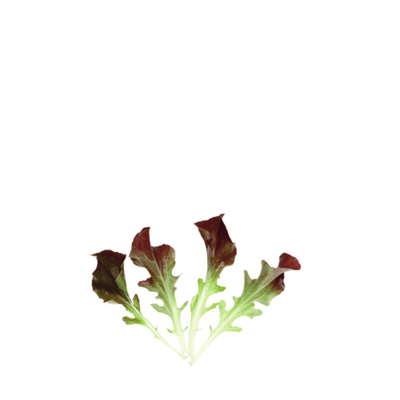 ORGANIC BABY LEAF "LETTUCE RED SALAD BOWL" - Apnaugao