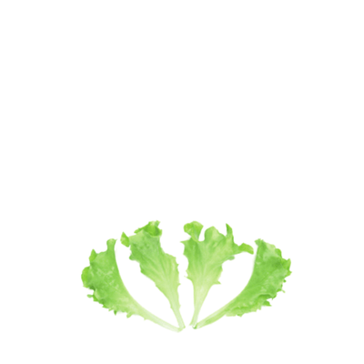 ORGANIC BABY LEAF "LETTUCE LOLLO WHITE" - Apnaugao