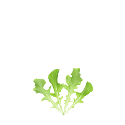 ORGANIC BABY LEAF "LETTUCE GREEN SALAD BOWL" - Apnaugao