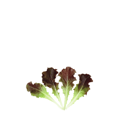 ORGANIC BABY LEAF "LETTUCE LOLLO RED" - Apnaugao