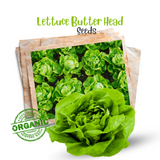 Lettuce Butter Head Seeds