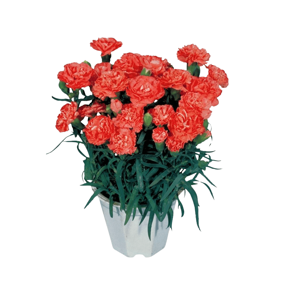 Lillipot (Dianthus caryophyllus) Lilly Pot Series Seeds - Apnaugao