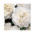 Lillipot (Dianthus caryophyllus) Lilly Pot Series Seeds - Apnaugao