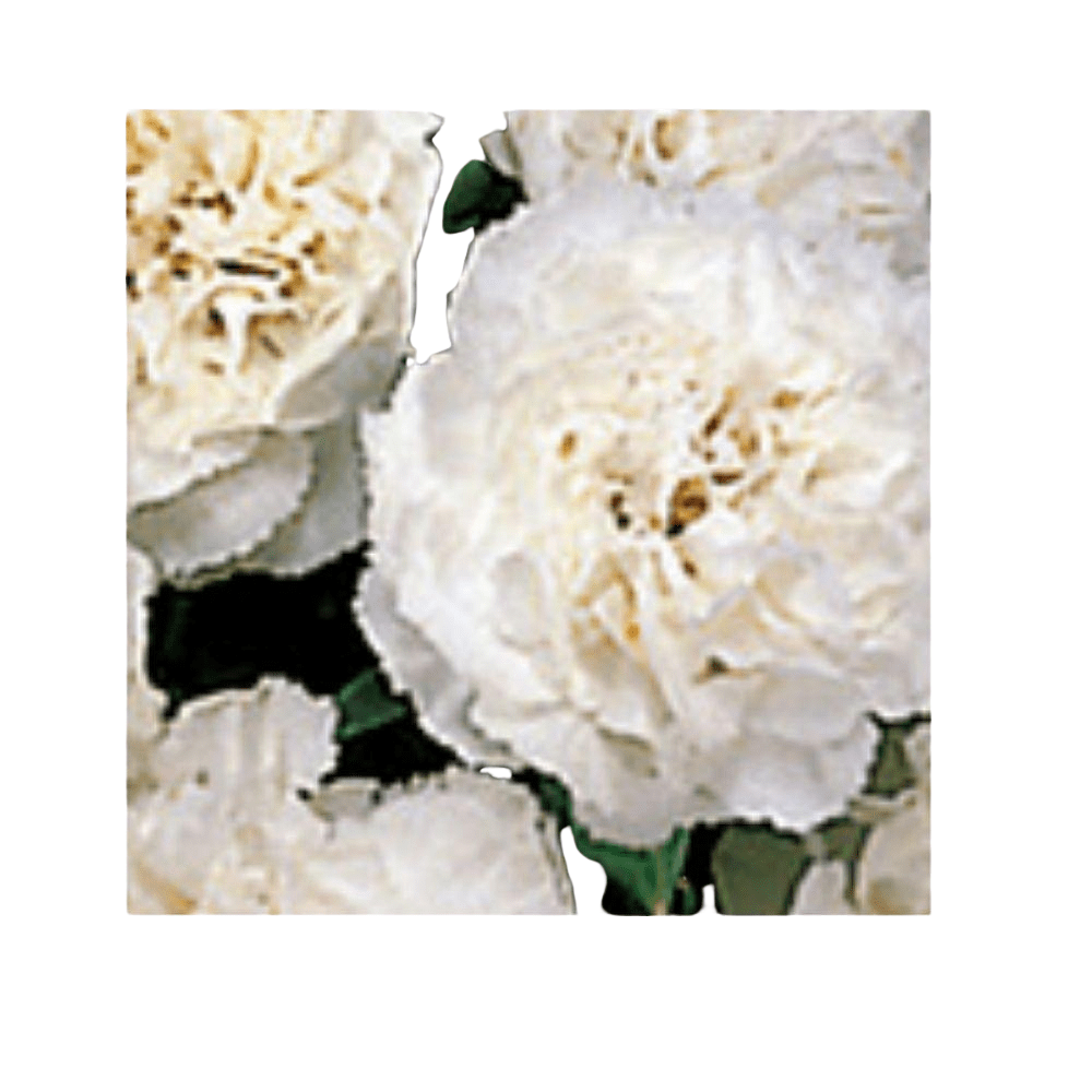 Lillipot (Dianthus caryophyllus) Lilly Pot Series Seeds - Apnaugao