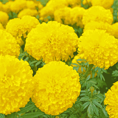 Marigold Americana Yellow F1 Hybrid Seeds – Bright Double Blooms