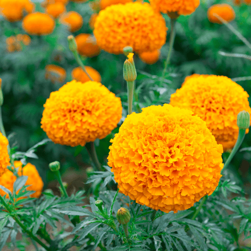 Marigold Americana Gold F1 Hybrid Seeds – Large Golden Blooms