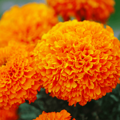 Marigold Americana Orange F1 Hybrid Seeds – bold orange double blooms for winter borders, garlands and cut flowers in Pakistan