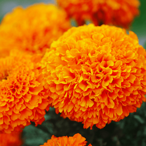 Marigold Americana Orange F1 Hybrid Seeds – Bright Double Blooms