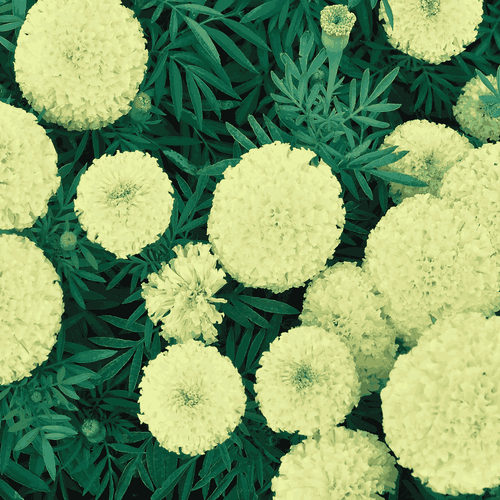 Marigold Americana Lemon Green F1 Hybrid Flower Seeds