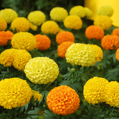 Marigold Americana F1 Hybrid Seeds – large double blooms in yellow, gold and orange mix for winter gardens in Pakistan