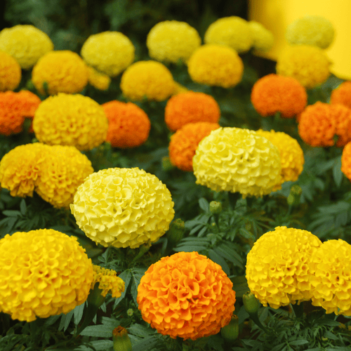 Marigold Americana F1 Hybrid Seeds – Large Double Blooms
