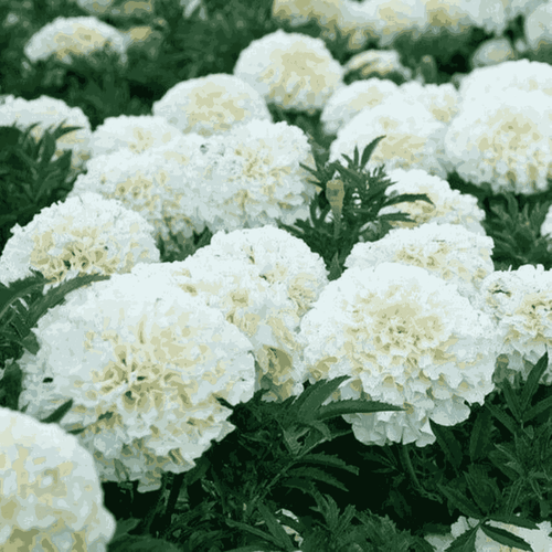 Marigold Americana White F1 Hybrid Seeds – Large White Blooms