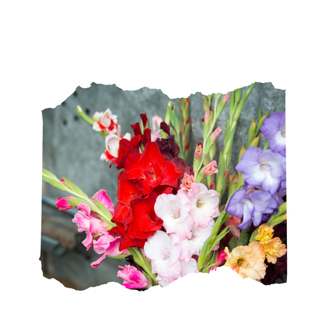 20 MIX Gladiolus Flower Bulbs