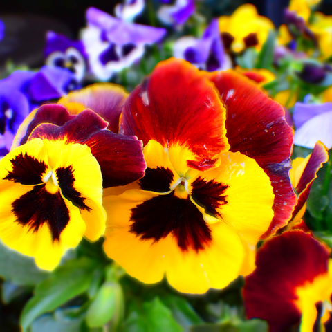 Pansy Big Dogs Mix Seeds