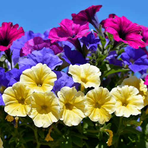Petunia Explorer Mix Flower Seeds - Trailing Hybrid