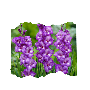 20 Purple Gladiolus Flower Bulbs