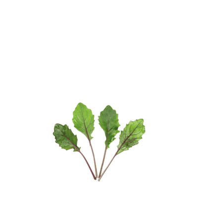 ORGANIC BABY LEAF "PURPLE KHOLRABI" - Apnaugao