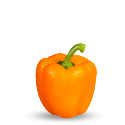 Heirloom Exotic Colored Capsicum ( Orange ) Seeds - Apnaugao