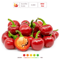 RED CHERRY SMALL' Hot Chilli Pepper Seeds - Apnaugao
