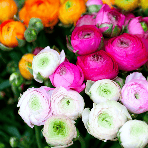 Ranunculus F1 “Bloom” Hybrid Seeds – Large Double Flowering