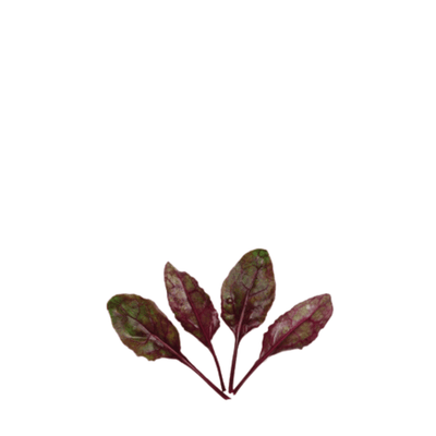 ORGANIC BABY LEAF RED BEET DETROIT - Apnaugao