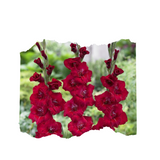 20 Red Gladiolus Flower Bulbs