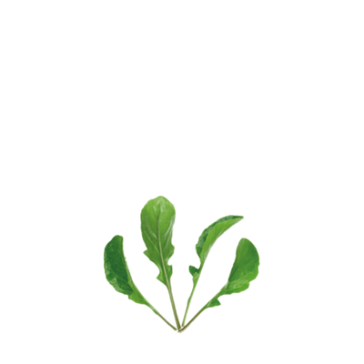 ORGANIC BABY LEAF "ROCKET CULTIVATED" - Apnaugao