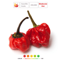 SCOTCH BONNET' Hot Chilli Pepper Seeds - Apnaugao