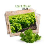 Buttercrunch Lettuce Seeds
