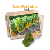Swiss chard ( Yellow ) Organic Seeds