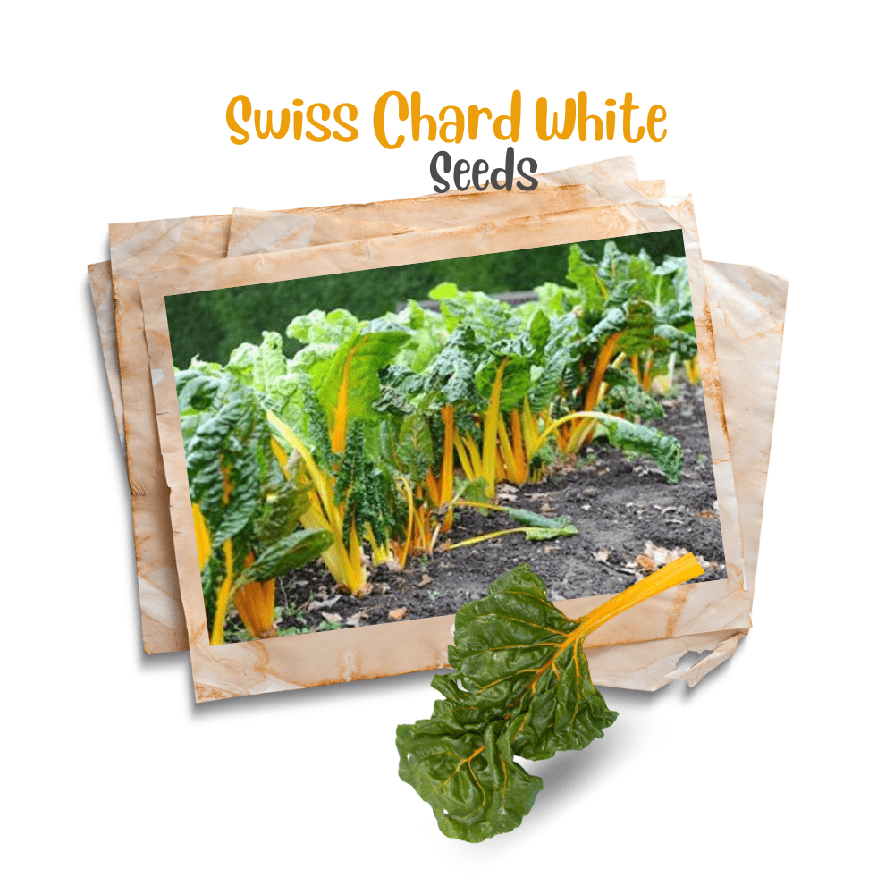 Swiss chard ( Yellow ) Organic Seeds - Apnaugao