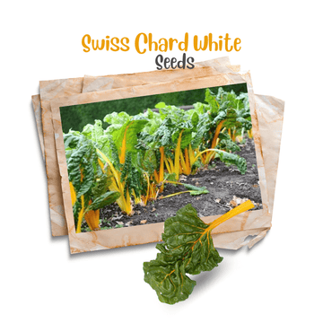 Swiss chard ( Yellow ) Organic Seeds - Apnaugao