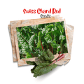Swiss chard ( Red ) Organic Seeds - Apnaugao