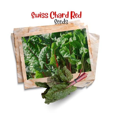 Swiss chard ( Red ) Organic Seeds