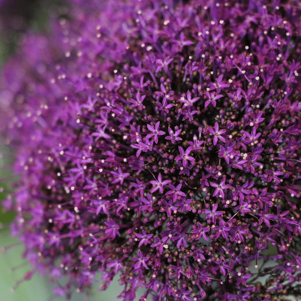 Bell Flower Trachelium Mix F1 Hybrid Seeds - Apnaugao