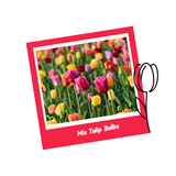 10 Mix Tulip Flower Bulbs