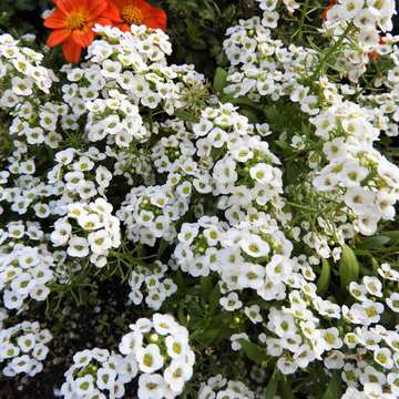 Sweet Alyssum Bonnet Series Seeds