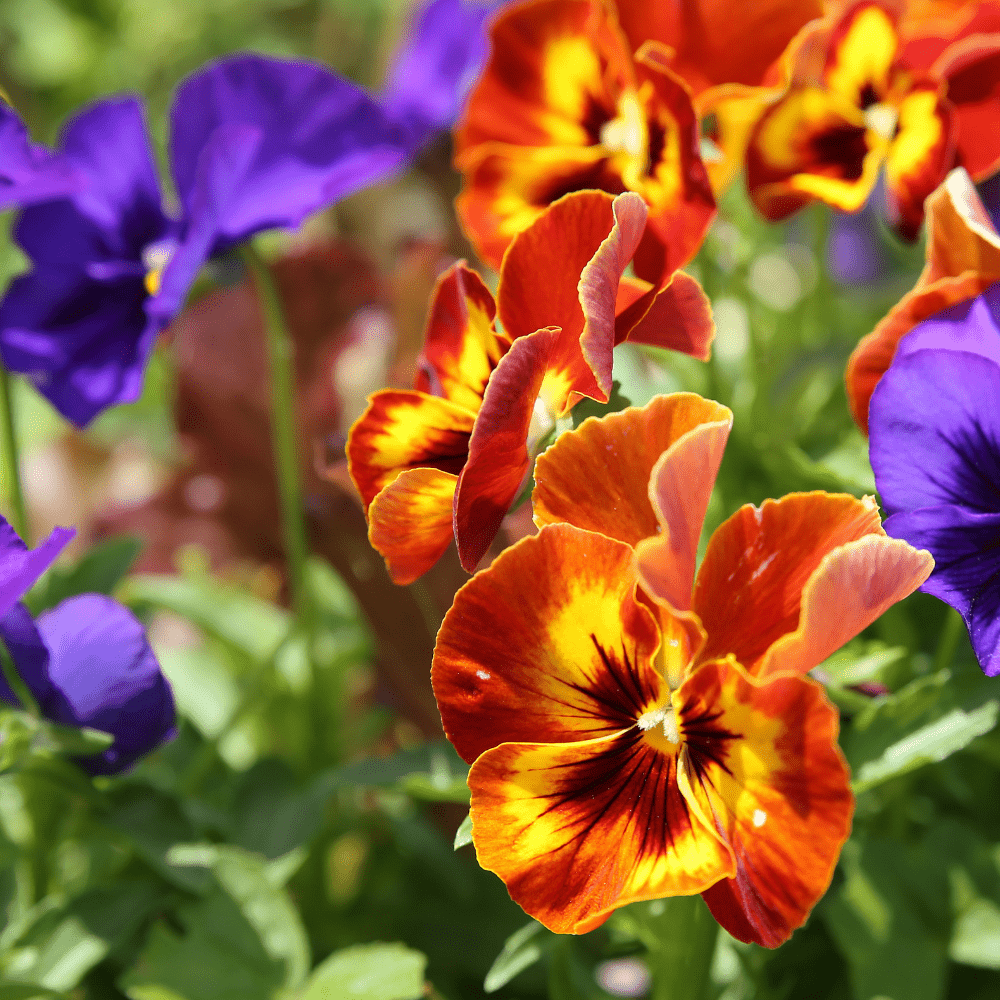 f1 hybrid flower seeds Pansy Viola Mix F1 Hybrid Seeds – Colorful Winter Flowers