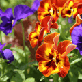 Viola Pansy Mix F1 Hybrid Flower Seeds - Colorful Winter Flowers