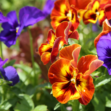 Viola Pansy  Mix F1 Hybrid Seeds