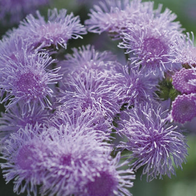 Ageratum Blue Horizon F1 Hybrid Seeds - Apnaugao