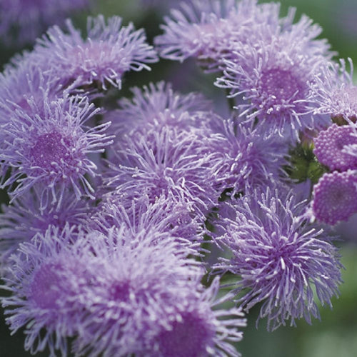 Ageratum Blue Horizon F1 Hybrid Flower Seeds – Tall Blue Cut Flower