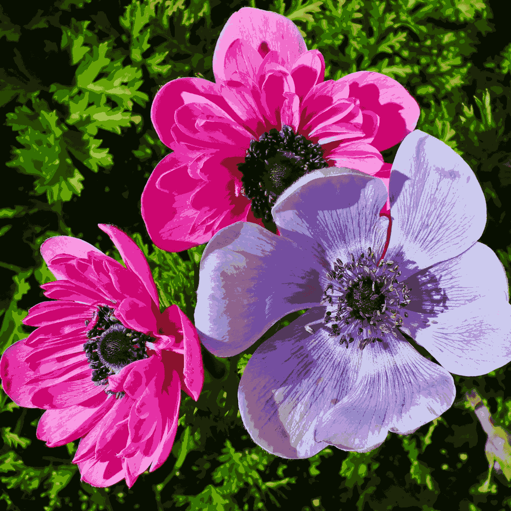 wind flower seeds Windflower Anemone Mix F1 Hybrid Seeds – Spring Flowers