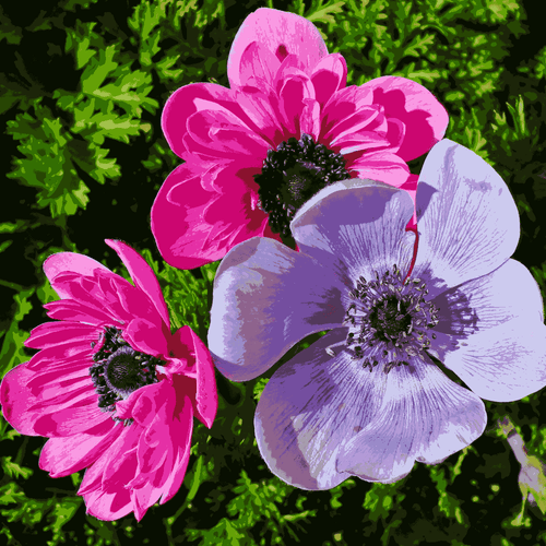 Windflower Anemone Mix Flower F1 Hybrid Seeds – Elegant Blooms