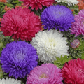 mix big china aster flower seeds for home gardeners 