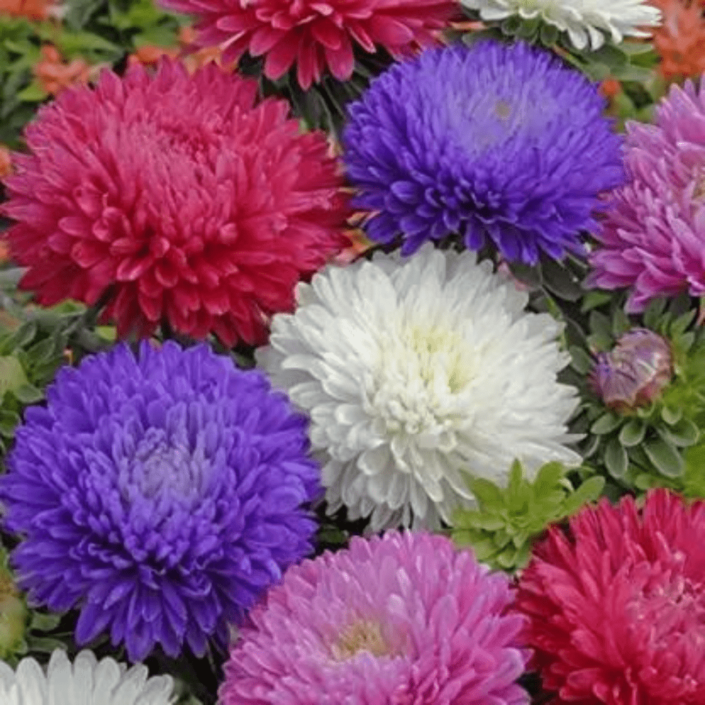 mix big china aster flower seeds for home gardeners 